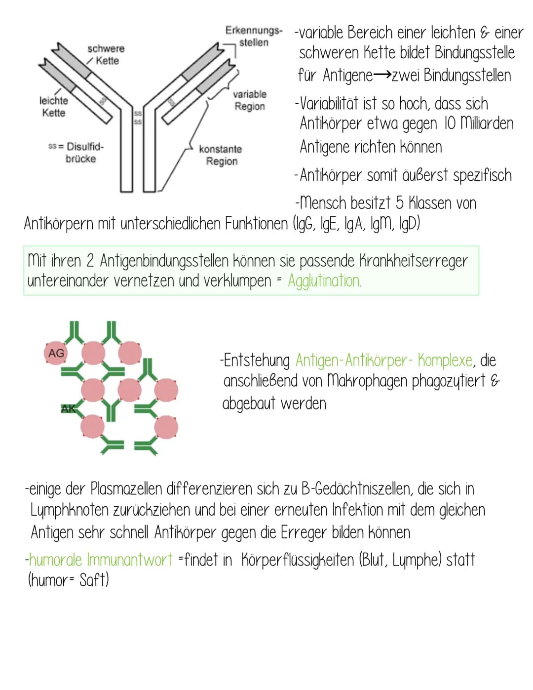  Krankheitserreger:
Bakterien
-Bau
Mikro-
kokken
-Wachstumskurve
Formen der Bakterienzelle
Bau
-sind Pathogen, wenn sie in
unser Gewebe eind