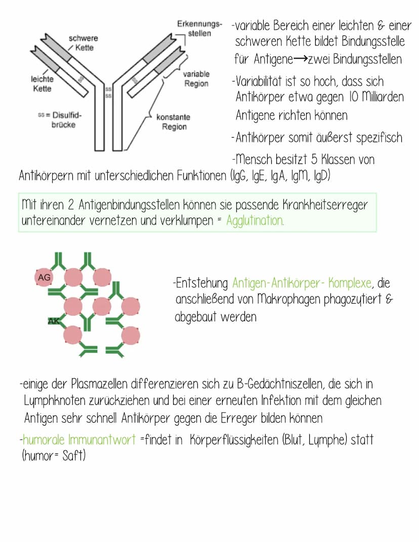  Krankheitserreger:
Bakterien
-Bau
Mikro-
kokken
-Wachstumskurve
Formen der Bakterienzelle
Bau
-sind Pathogen, wenn sie in
unser Gewebe eind