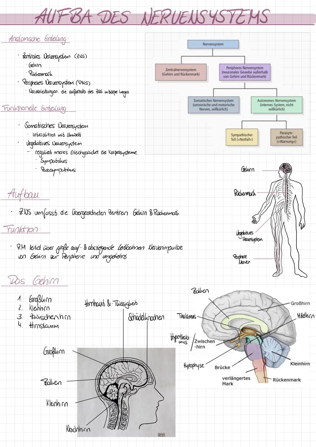 AUFBA DES NERUENSYSTEMS
Anatomische Einteilung
Zentrales Nervensystem (Zus)
-Gehim
-Rüchenmark
Peripheres Nervensystem (PNS)
Nervenleitungen