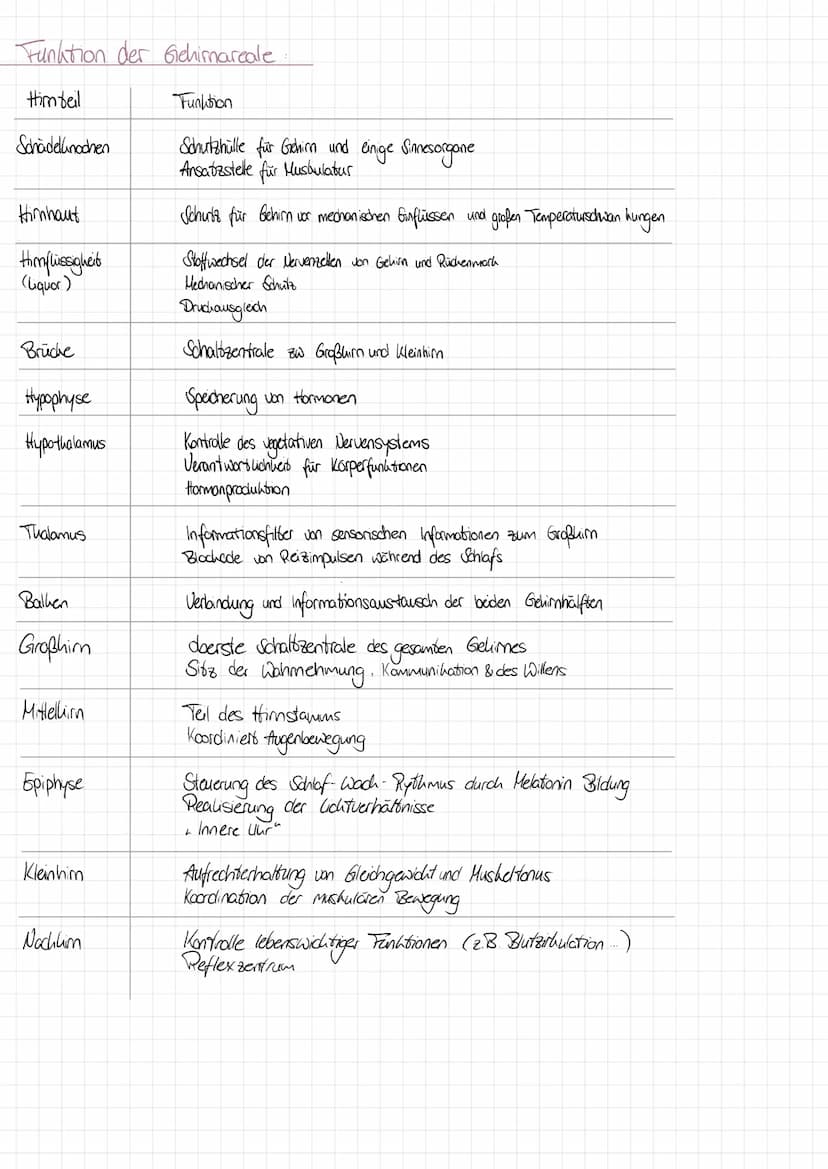 AUFBA DES NERUENSYSTEMS
Anatomische Einteilung
Zentrales Nervensystem (Zus)
-Gehim
-Rüchenmark
Peripheres Nervensystem (PNS)
Nervenleitungen