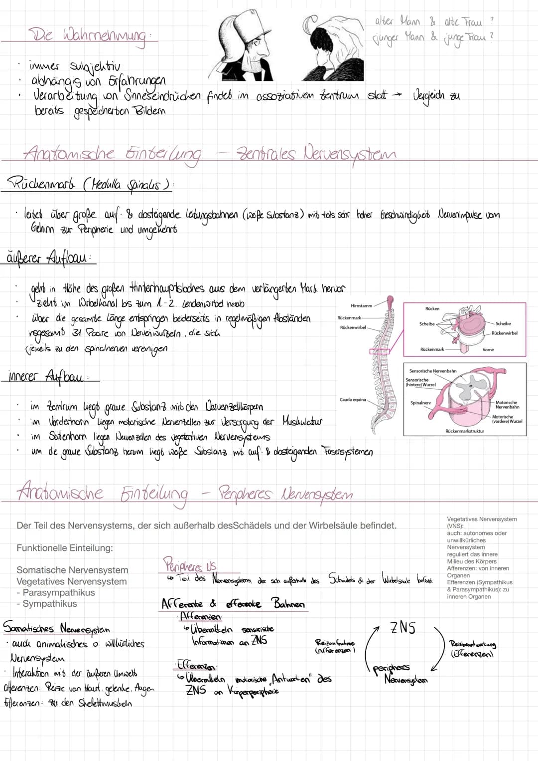 AUFBA DES NERUENSYSTEMS
Anatomische Einteilung
Zentrales Nervensystem (Zus)
-Gehim
-Rüchenmark
Peripheres Nervensystem (PNS)
Nervenleitungen