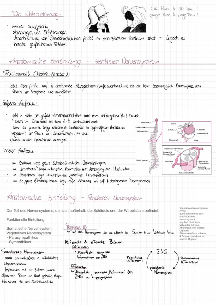 AUFBA DES NERUENSYSTEMS
Anatomische Einteilung
Zentrales Nervensystem (Zus)
-Gehim
-Rüchenmark
Peripheres Nervensystem (PNS)
Nervenleitungen