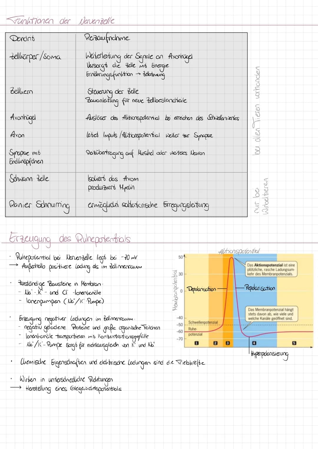 AUFBA DES NERUENSYSTEMS
Anatomische Einteilung
Zentrales Nervensystem (Zus)
-Gehim
-Rüchenmark
Peripheres Nervensystem (PNS)
Nervenleitungen