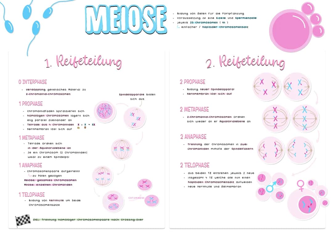 Meiose