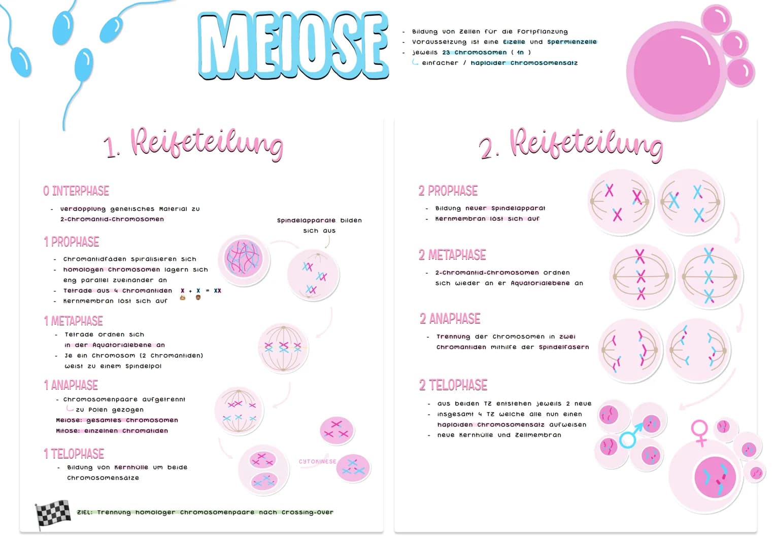 O INTERPHASE
1. Reifeteilung
verdopplung genetisches Material zu
2-Chromantid-Chromosomen
1 PROPHASE
Chromantidfaden spiralisieren sich
homo