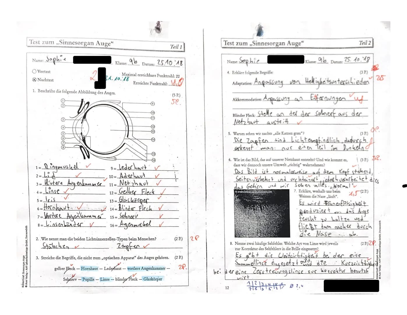 H, Donauwörth
O Auer Verlag-AAP Lehr
Test zum ,,Sinnesorgan Auge"
・Sophie
Name:
Vortest
Nachtest
1. Beschrifte die folgende Abbildung des Au