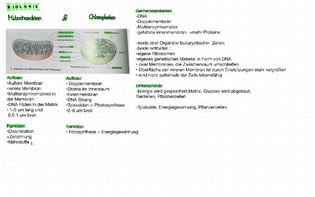 Know Mitochondrien & Chloroplasten  thumbnail