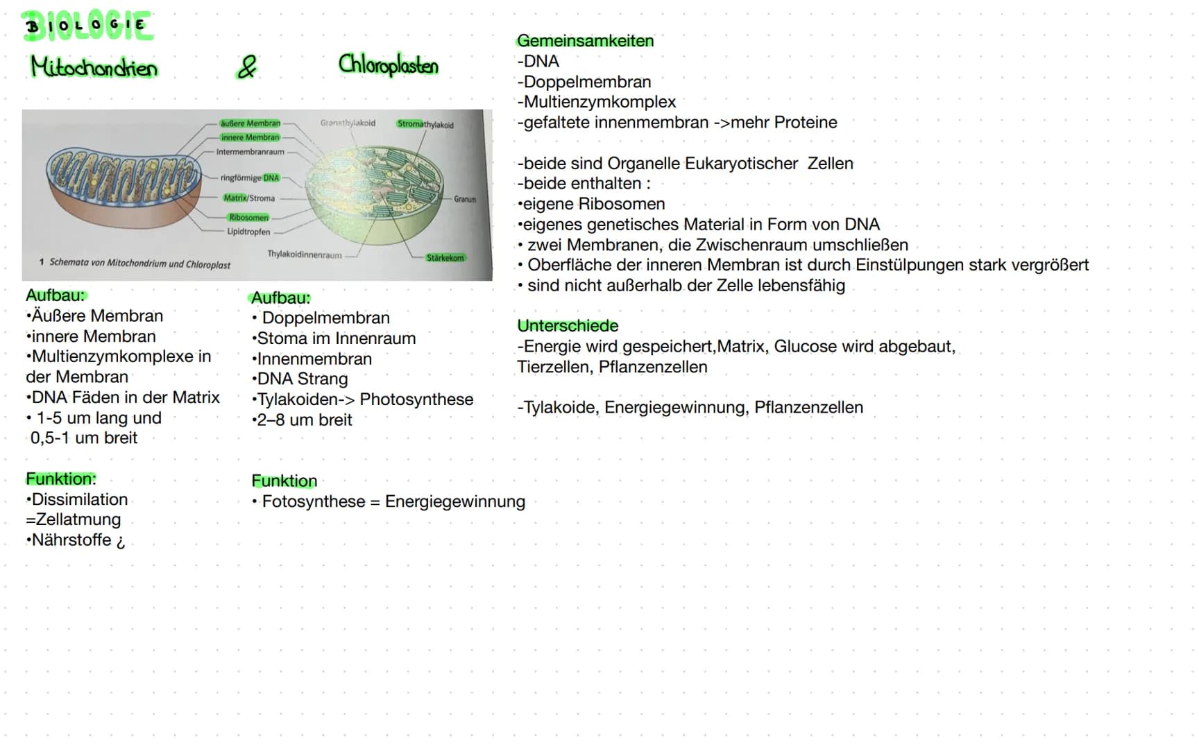 BIOLOGIE
Mitochondrien
Aufbau:
•Äußere Membran
innere Membran
•Multienzymkomplexe in
äußere Membran
-innere Membran
1 Schemata von Mitochond