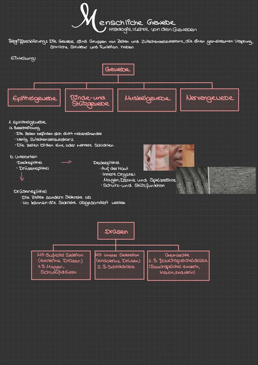 Menax
Begriffserklärung: Die Gewebe sind Gruppen von Zellen und Zwischenzellsubstanz, die einen gemeinsamen Ursprung,
ähnliche Struktur und 