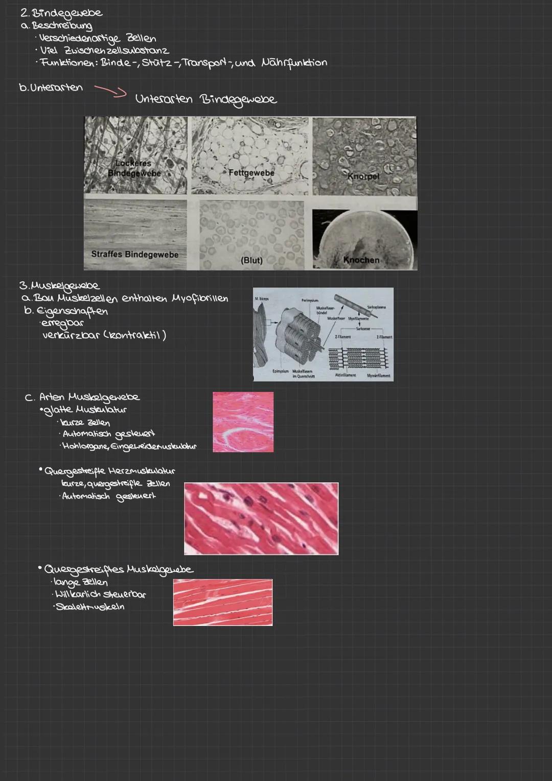 Menax
Begriffserklärung: Die Gewebe sind Gruppen von Zellen und Zwischenzellsubstanz, die einen gemeinsamen Ursprung,
ähnliche Struktur und 