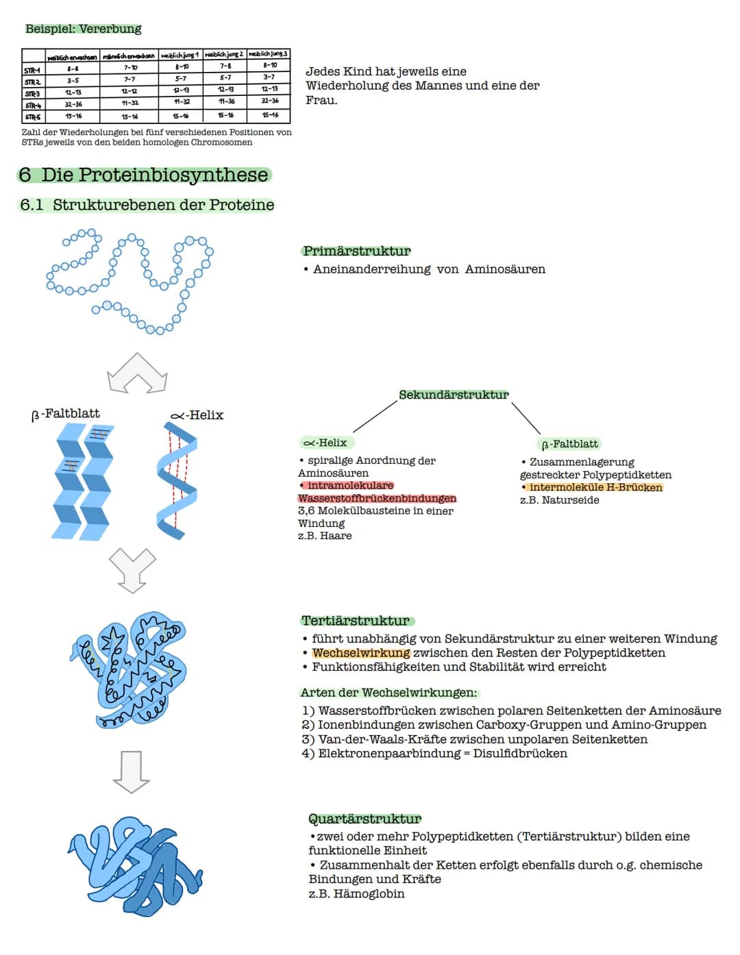 1 Die DNA
1.1 Der Aufbau der DNA
Watson-Crick-Modell
O=P-0
-O
07
Biologie Lk - Klausur: Genetiko
am 29.10.2021
0
O=P-0-
9
3'-Ende
große
Furc