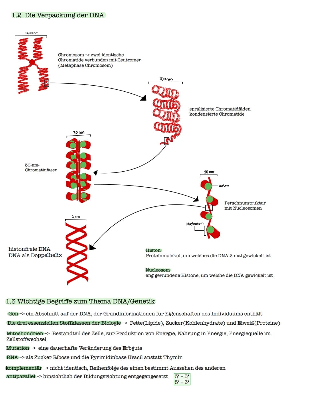 1 Die DNA
1.1 Der Aufbau der DNA
Watson-Crick-Modell
O=P-0
-O
07
Biologie Lk - Klausur: Genetiko
am 29.10.2021
0
O=P-0-
9
3'-Ende
große
Furc