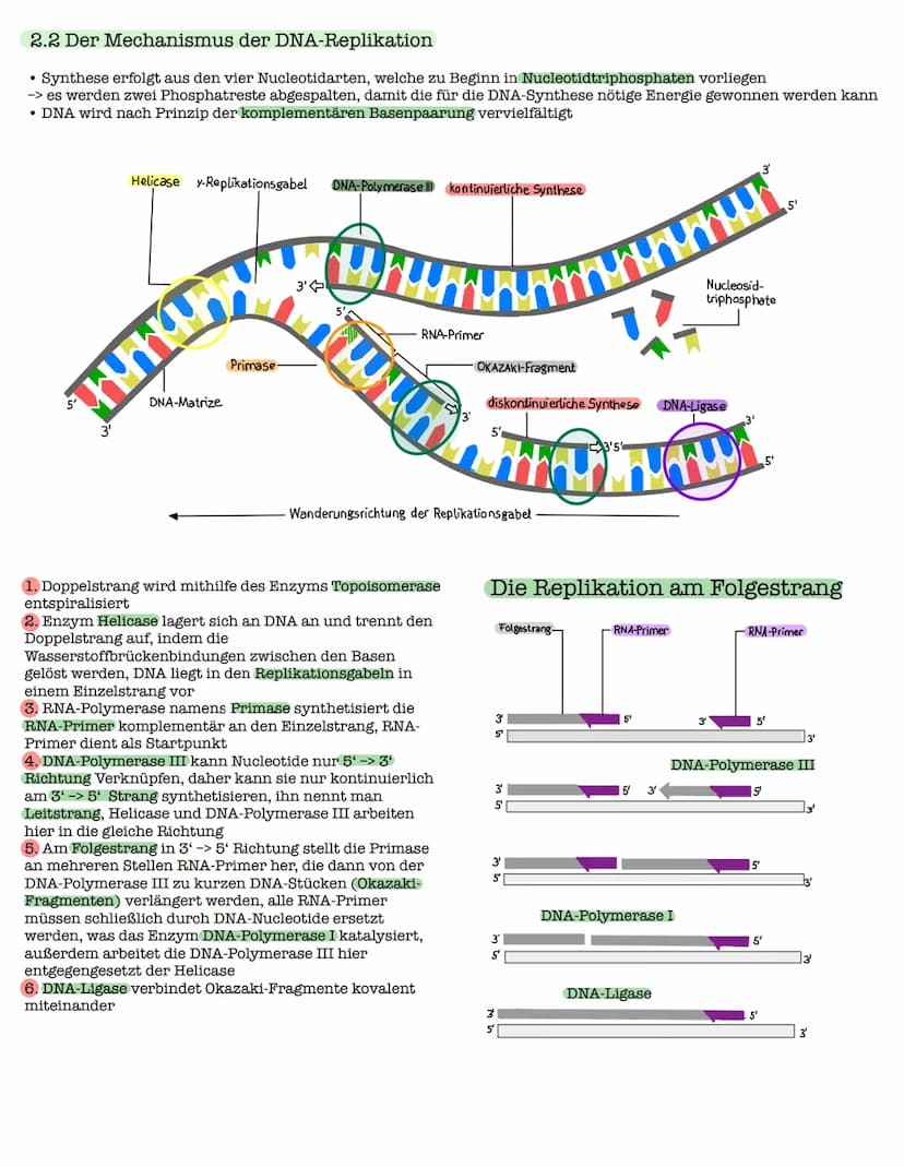 1 Die DNA
1.1 Der Aufbau der DNA
Watson-Crick-Modell
O=P-0
-O
07
Biologie Lk - Klausur: Genetiko
am 29.10.2021
0
O=P-0-
9
3'-Ende
große
Furc