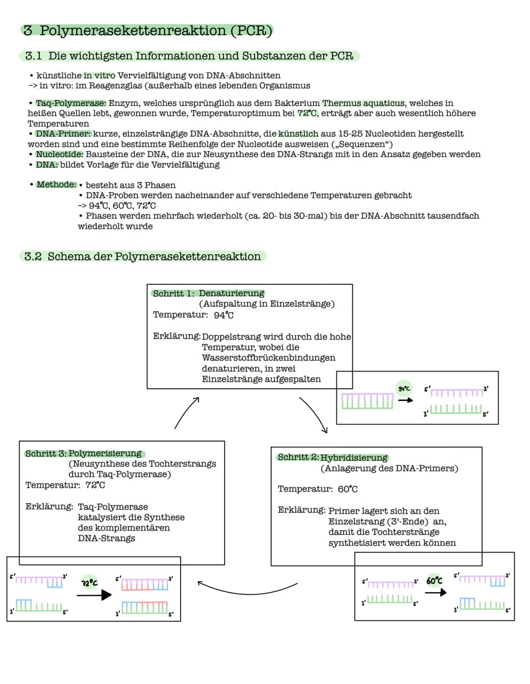 1 Die DNA
1.1 Der Aufbau der DNA
Watson-Crick-Modell
O=P-0
-O
07
Biologie Lk - Klausur: Genetiko
am 29.10.2021
0
O=P-0-
9
3'-Ende
große
Furc