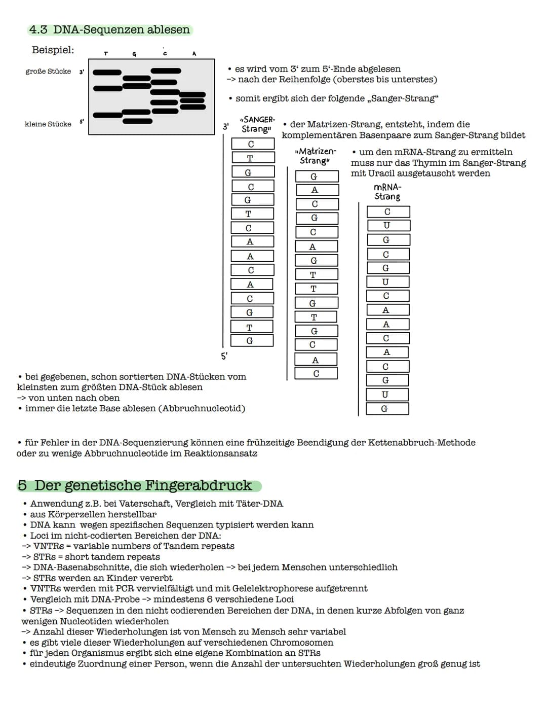 1 Die DNA
1.1 Der Aufbau der DNA
Watson-Crick-Modell
O=P-0
-O
07
Biologie Lk - Klausur: Genetiko
am 29.10.2021
0
O=P-0-
9
3'-Ende
große
Furc