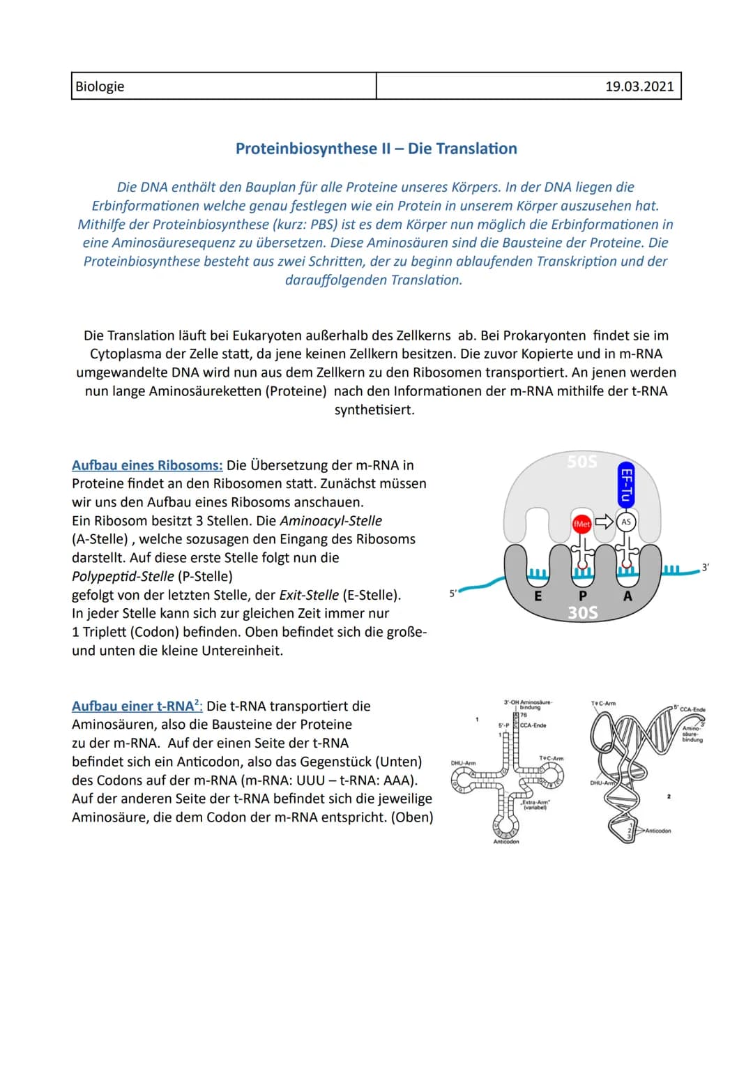 Biologie
Proteinbiosynthese II - Die Translation
Die DNA enthält den Bauplan für alle Proteine unseres Körpers. In der DNA liegen die
Erbinf
