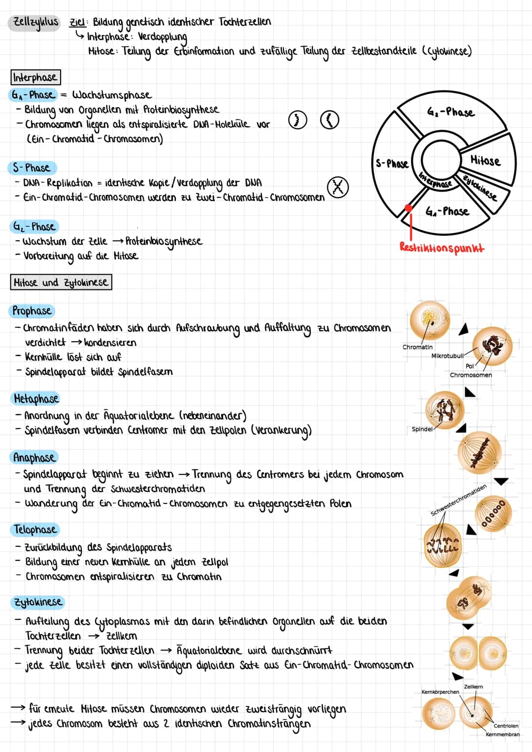 Zellzyklus Ziel: Bildung genetisch identischer Tochterzellen
Interphase: Verdopplung
Mitose: Teilung der Erbinformation und zufällige Teilun