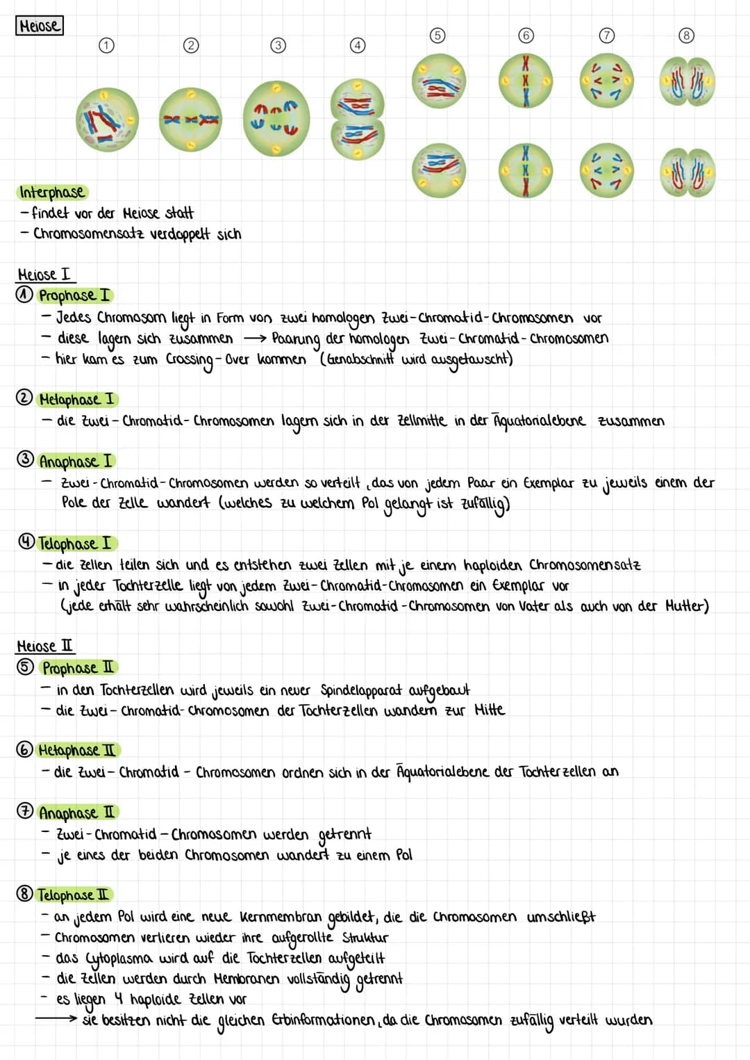 Zellzyklus Ziel: Bildung genetisch identischer Tochterzellen
Interphase: Verdopplung
Mitose: Teilung der Erbinformation und zufällige Teilun