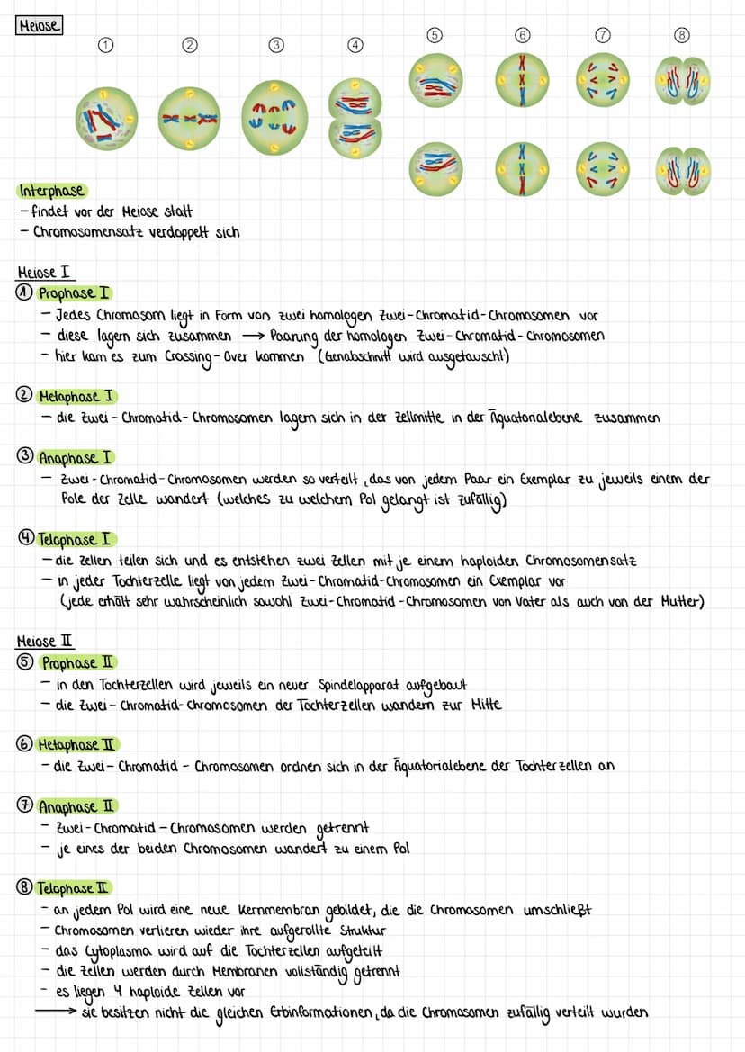 Zellzyklus Ziel: Bildung genetisch identischer Tochterzellen
Interphase: Verdopplung
Mitose: Teilung der Erbinformation und zufällige Teilun