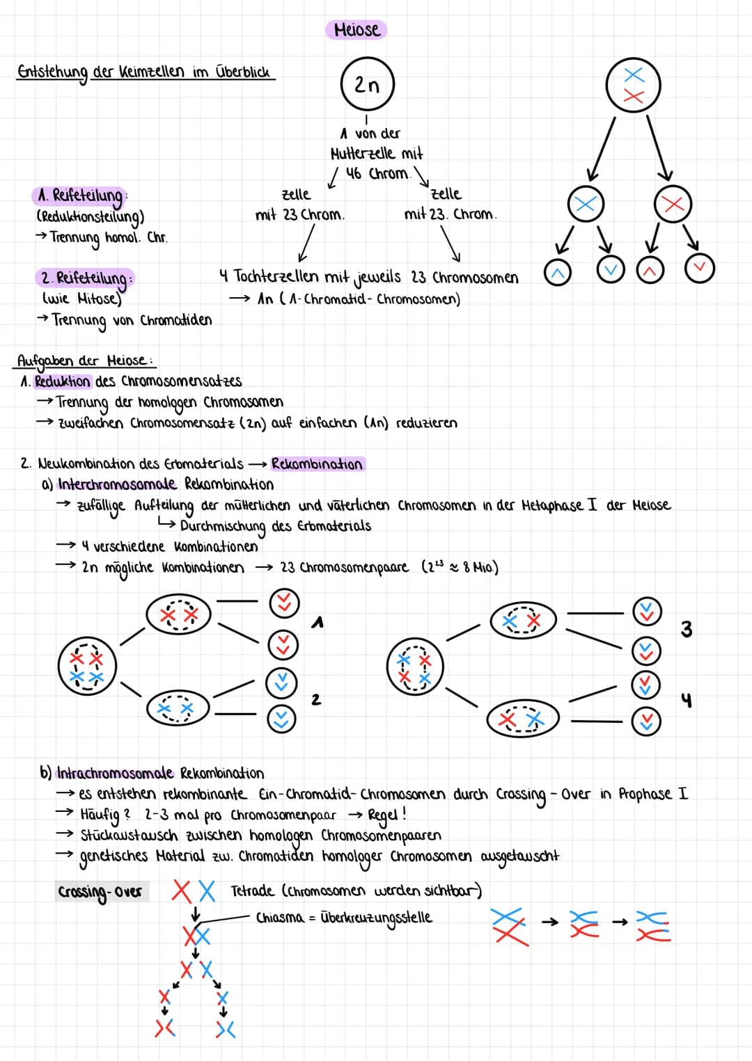 Zellzyklus Ziel: Bildung genetisch identischer Tochterzellen
Interphase: Verdopplung
Mitose: Teilung der Erbinformation und zufällige Teilun