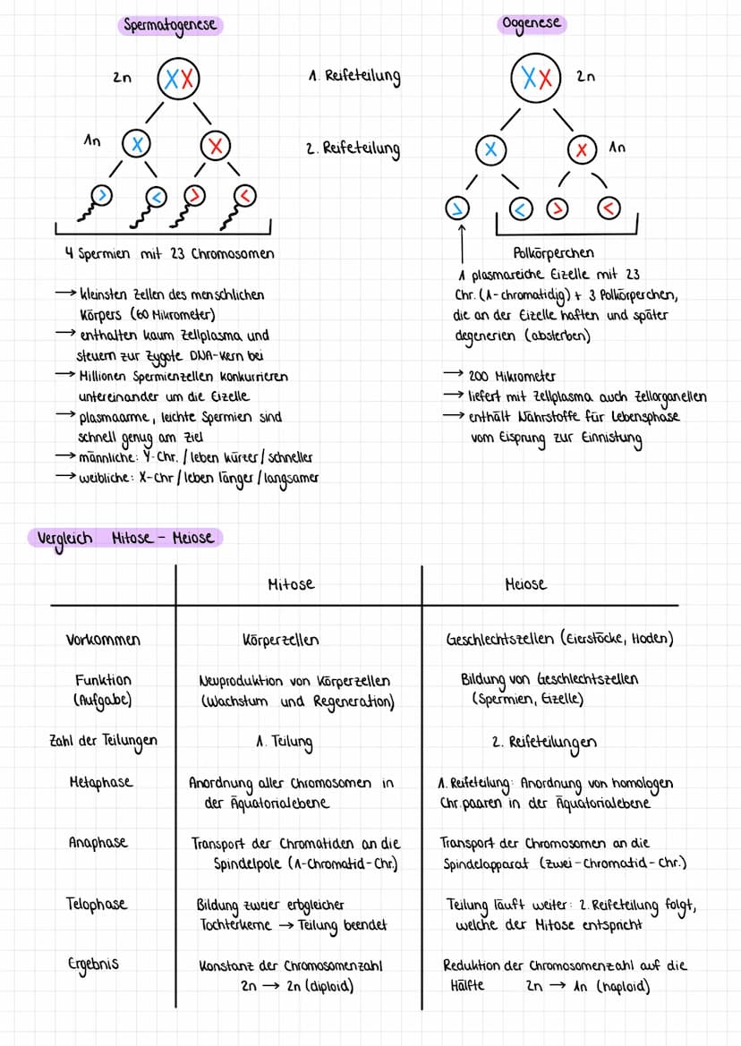 Zellzyklus Ziel: Bildung genetisch identischer Tochterzellen
Interphase: Verdopplung
Mitose: Teilung der Erbinformation und zufällige Teilun