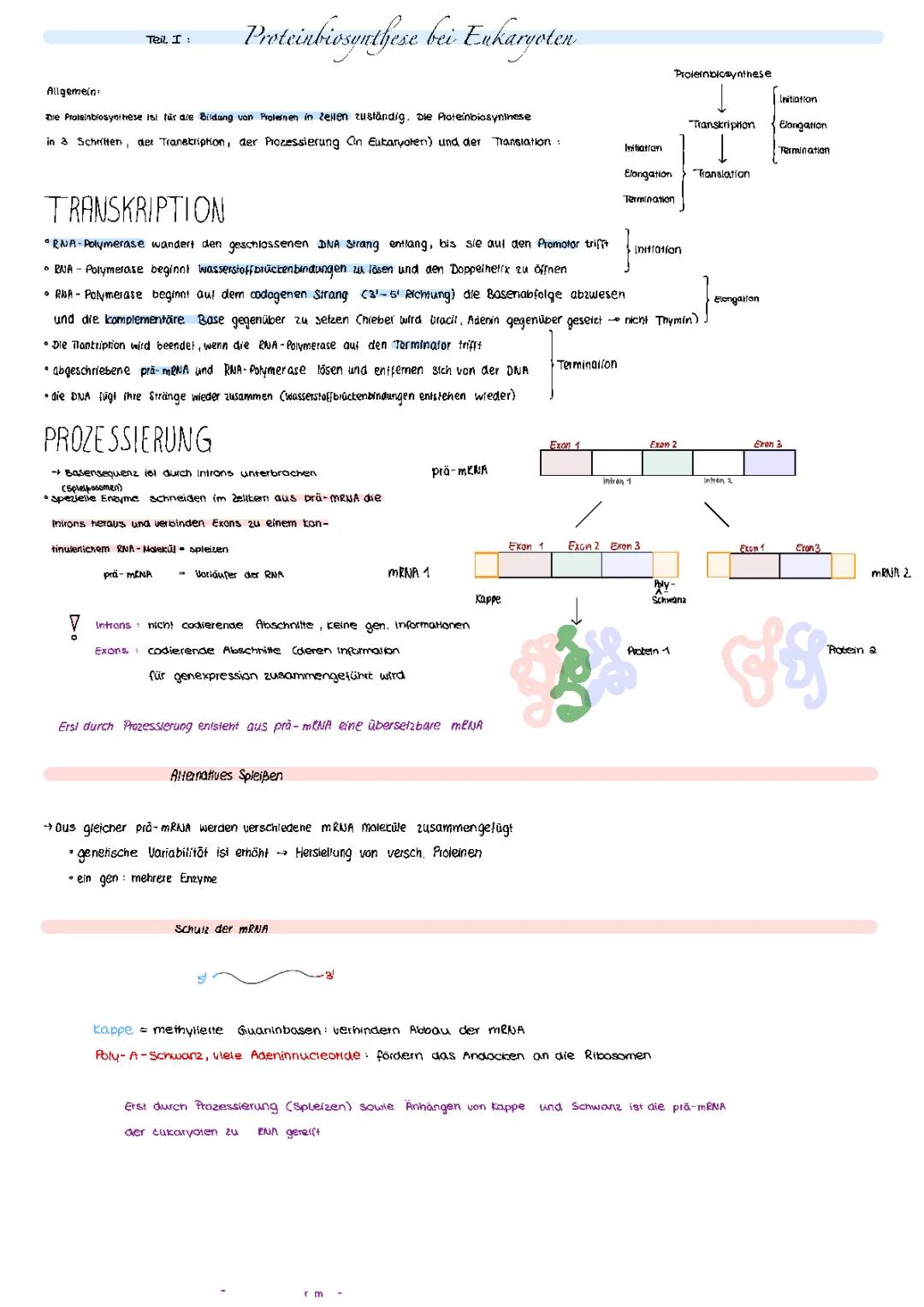 Proteinbiosynthese: Einfach erklärt! Ablauf, Prokaryoten & Eukaryoten