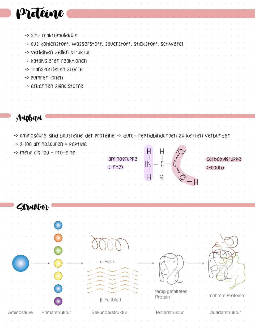 Proteine
-> Sind makromoleküle
-> aus kohlenstoff, wasserstoff, sauerstoff, Stickstoff, Schwefel
-> verleihen zellen struktur
-> katalysiere