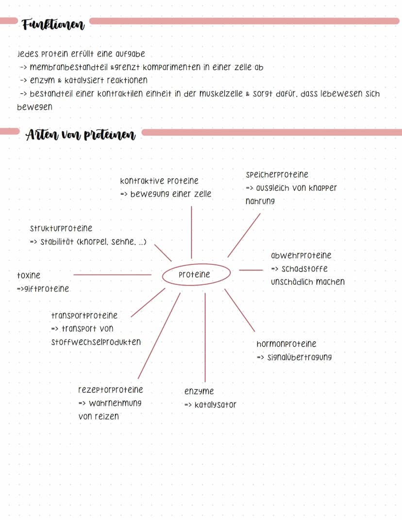 Proteine
-> Sind makromoleküle
-> aus kohlenstoff, wasserstoff, sauerstoff, Stickstoff, Schwefel
-> verleihen zellen struktur
-> katalysiere