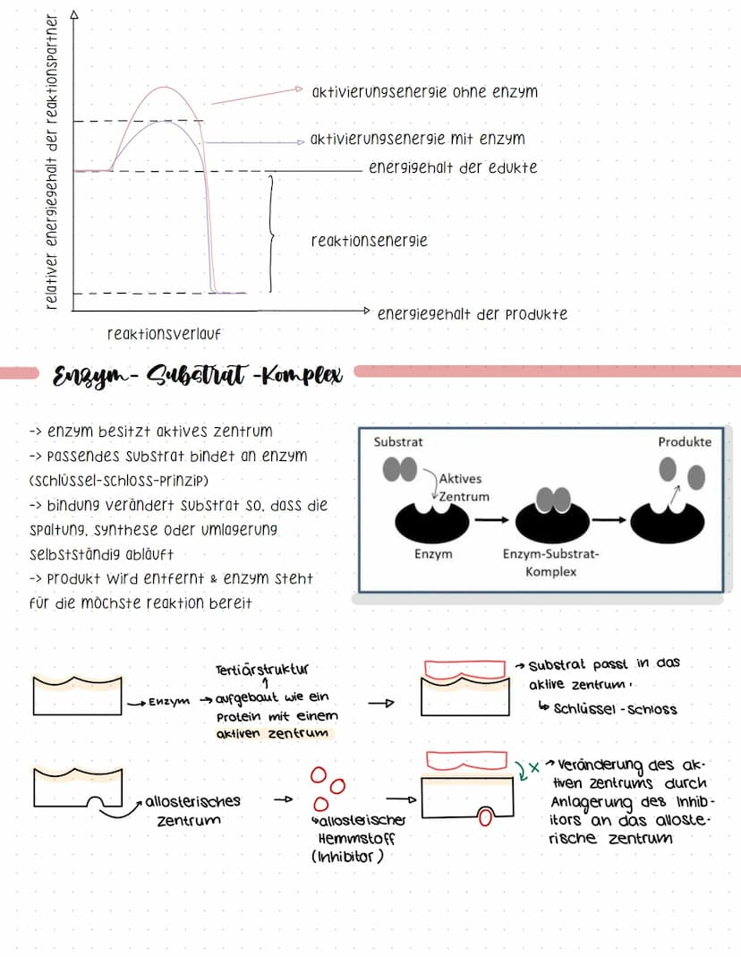 Proteine
-> Sind makromoleküle
-> aus kohlenstoff, wasserstoff, sauerstoff, Stickstoff, Schwefel
-> verleihen zellen struktur
-> katalysiere