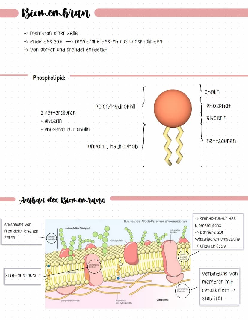 Proteine
-> Sind makromoleküle
-> aus kohlenstoff, wasserstoff, sauerstoff, Stickstoff, Schwefel
-> verleihen zellen struktur
-> katalysiere