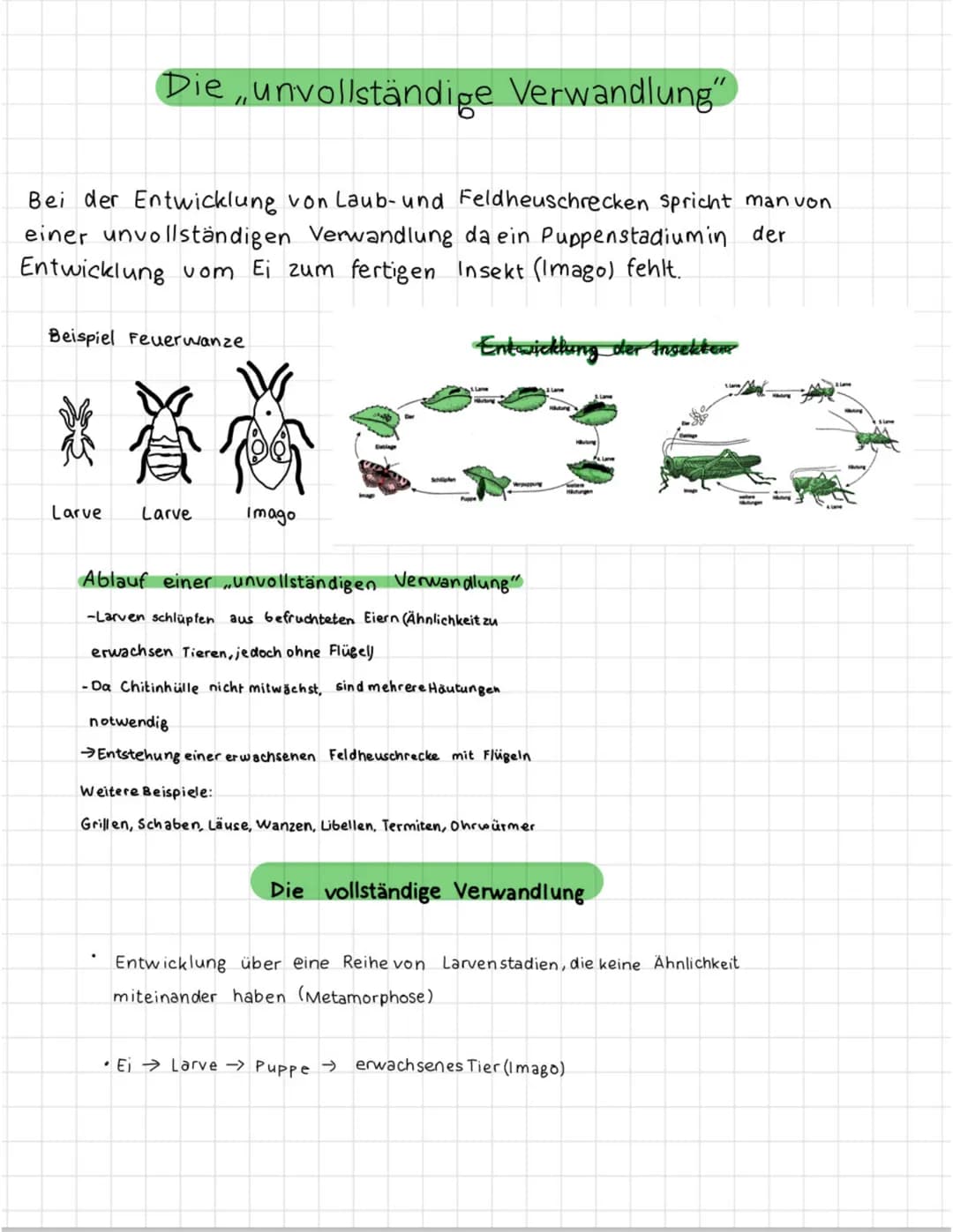 Die unvollständige Verwandlung"
Bei der Entwicklung von Laub- und Feldheuschrecken spricht man von
einer unvollständigen Verwandlung da ein 