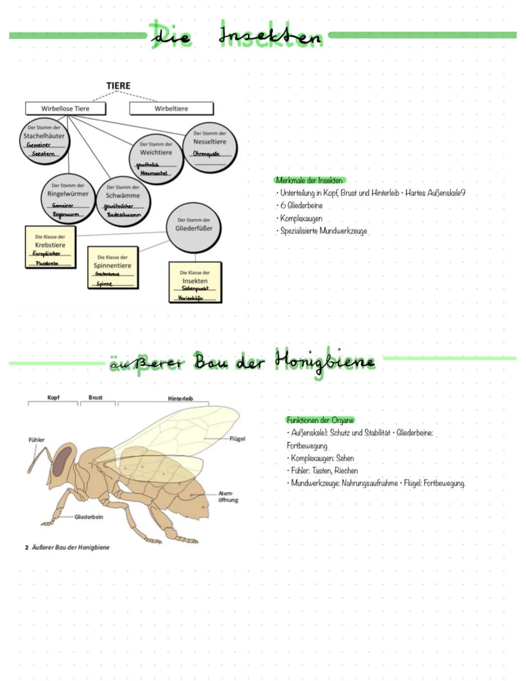 Die unvollständige Verwandlung"
Bei der Entwicklung von Laub- und Feldheuschrecken spricht man von
einer unvollständigen Verwandlung da ein 