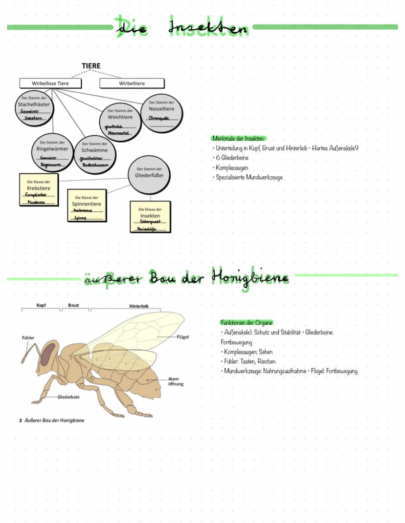 Die unvollständige Verwandlung"
Bei der Entwicklung von Laub- und Feldheuschrecken spricht man von
einer unvollständigen Verwandlung da ein 