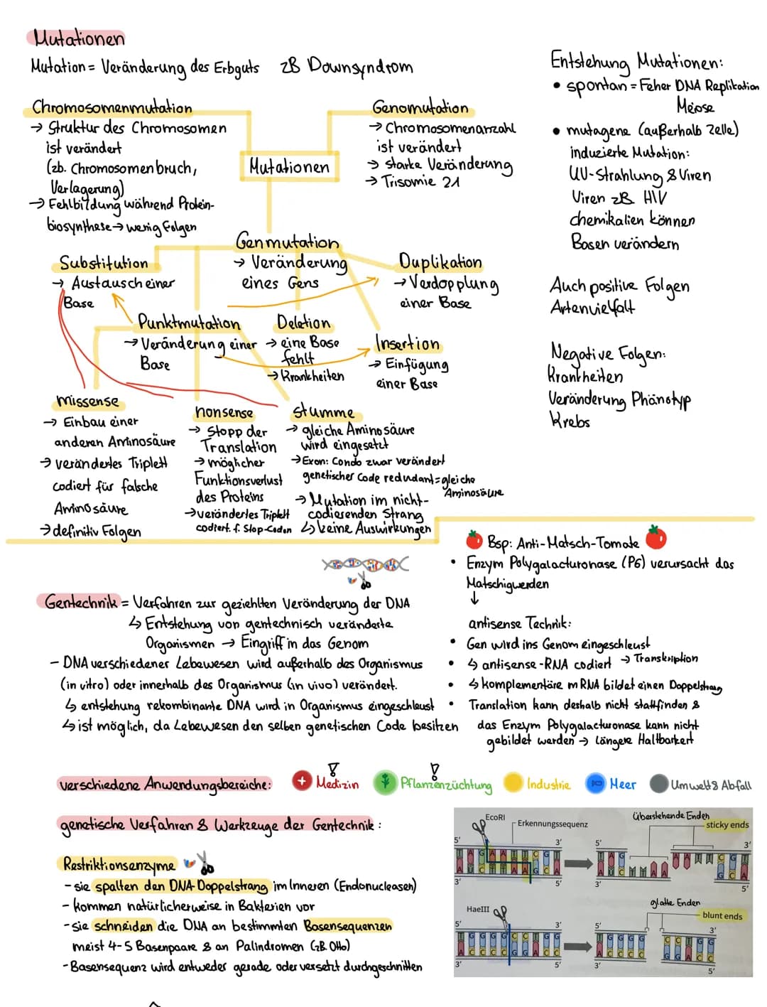 Mutationen
Mutation - Veränderung des Erbguts zB Downsyndrom
Chromosomenmutation
→ Struktur des Chromosomen
ist verändert
(zb. Chromosomen b