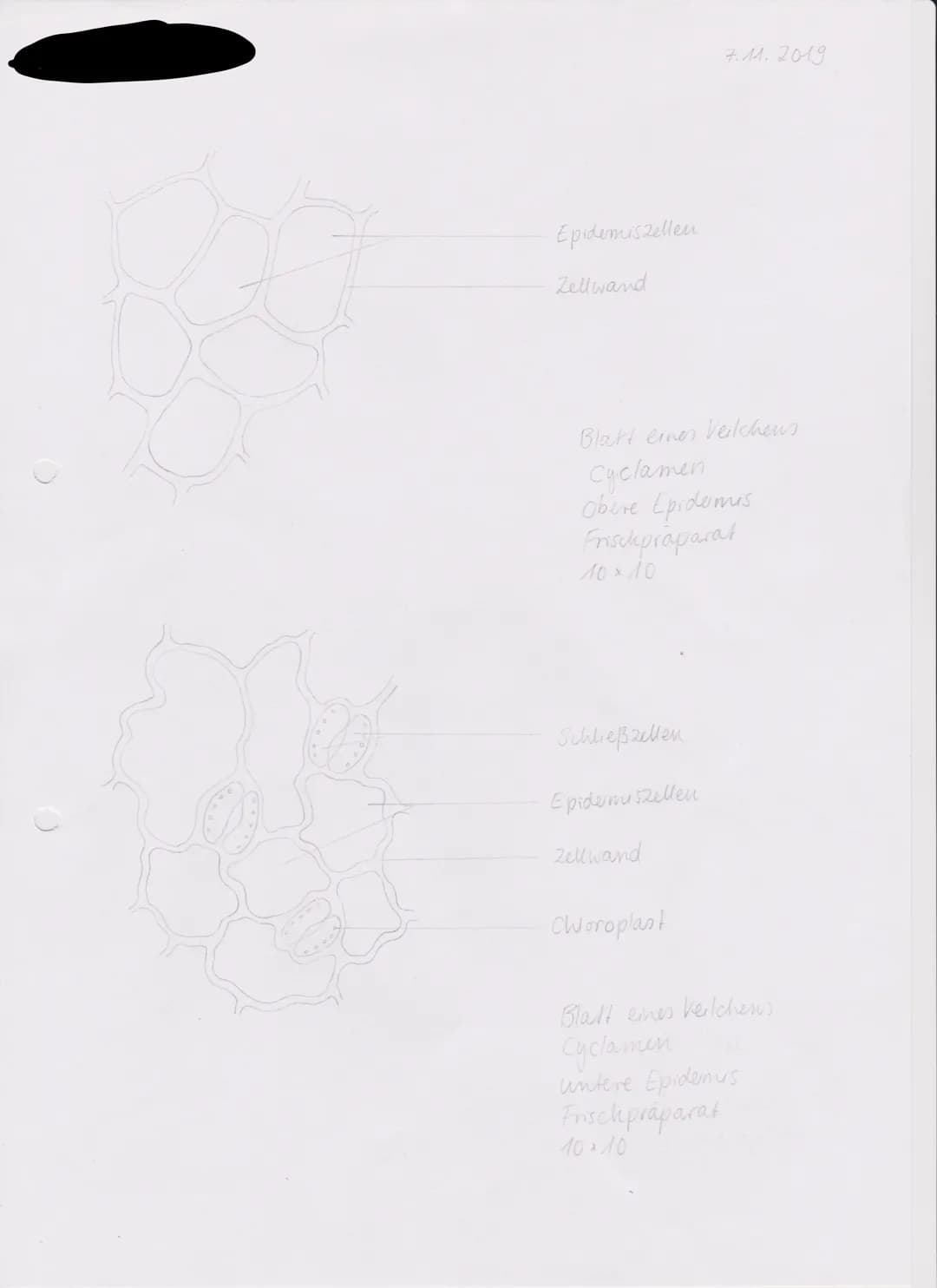 Epidemiszellen
Zellwand
Blatt einen Veilchens
Cyclamen
Obere Epidemis
Frischpräparat
10 × 10
Schließzellen
Epidermiszellen
Zellwand
Chloropl