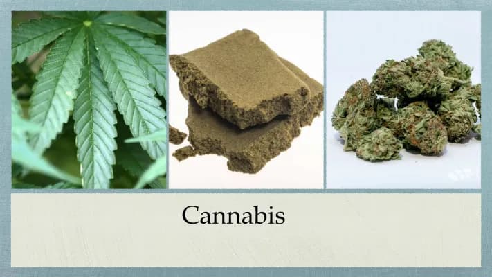 Know Cannabis thumbnail
