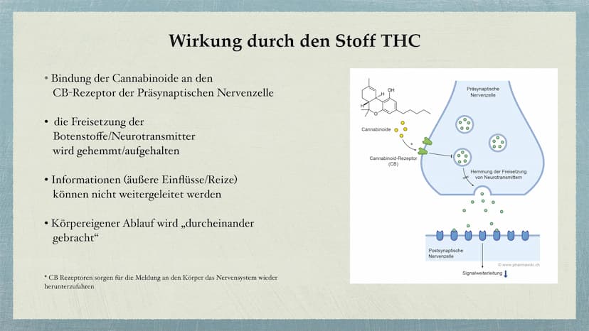 Cannabis Gliederung
Was sind Drogen?
• Cannabis - alles auf einem Blick
Unterteilung Cannabis in
●
Haschisch/Marihuana
●
Wirkung durch den S
