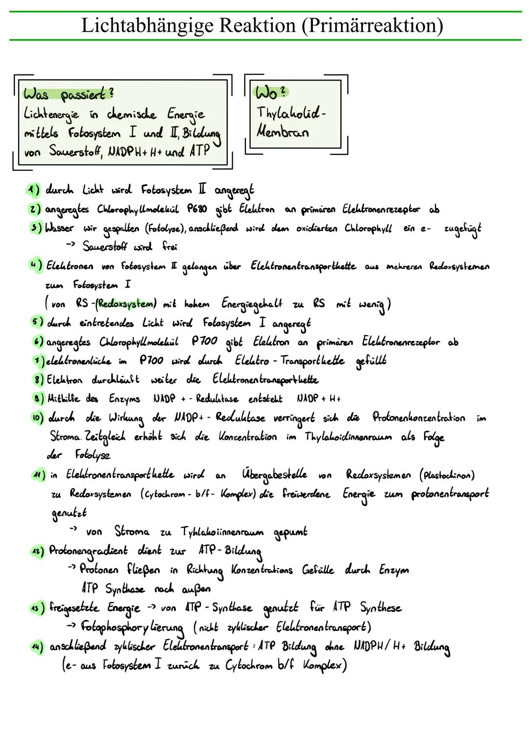 # Lichtabhängige Reaktion (Primärreaktion)

Was passiert?
Lichtenergie in chemische Energie
mittels Fotosystem I und I, Bildung
von Sauersto