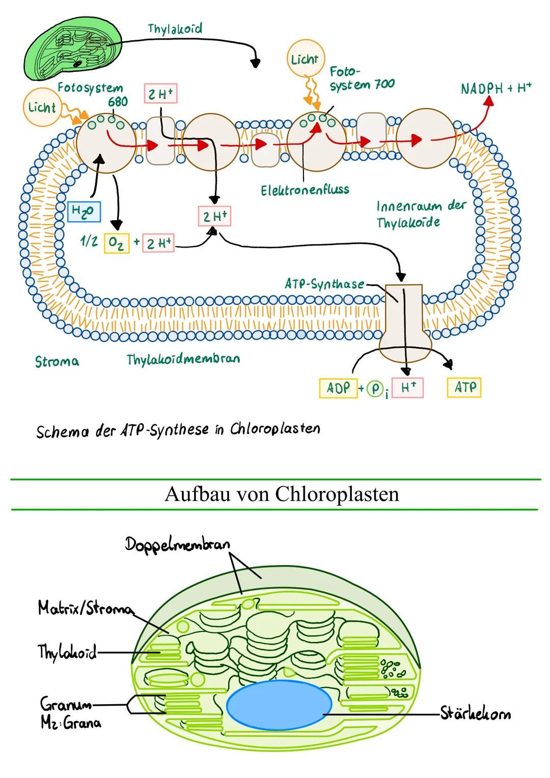 # Lichtabhängige Reaktion (Primärreaktion)

Was passiert?
Lichtenergie in chemische Energie
mittels Fotosystem I und I, Bildung
von Sauersto