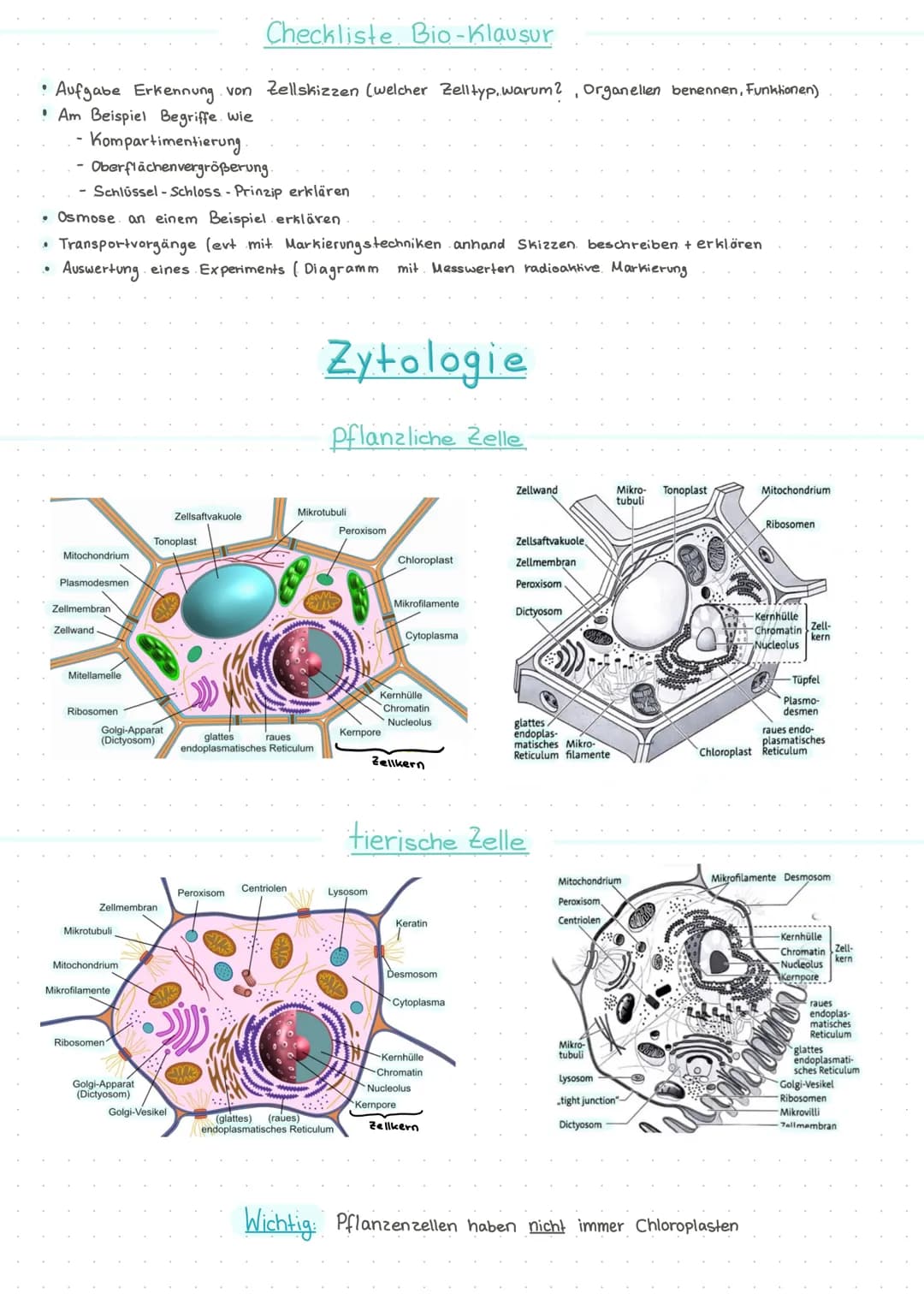 ●
Checkliste Bio-Klausur
Aufgabe Erkennung von Zellskizzen (welcher Zelltyp, warum? Organellen benennen, Funktionen)
Am Beispiel Begriffe wi