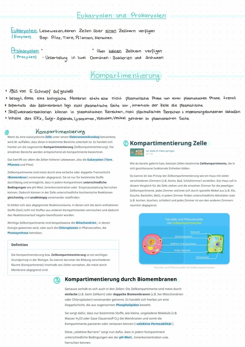 ●
Checkliste Bio-Klausur
Aufgabe Erkennung von Zellskizzen (welcher Zelltyp, warum? Organellen benennen, Funktionen)
Am Beispiel Begriffe wi