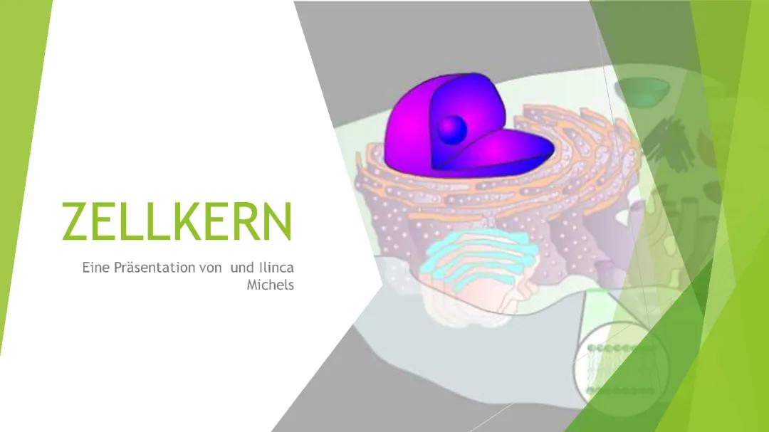 Was ist der Zellkern? Funktionen, Bestandteile und Unterschiede zu Prokaryoten!