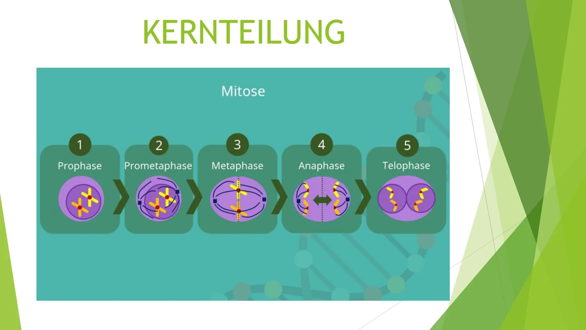 ZELLKERN
Eine Präsentation von und Ilinca
Michels INHALT
►Allgemeines
► Aufbau
Funktion
Kernteilung
Quellen Allgemeines
zuerst entdecktes Or