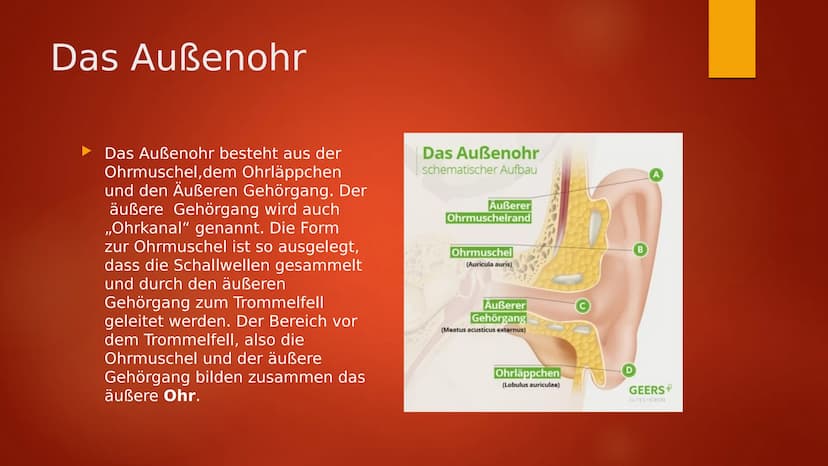 Das Ohr Inhaltsverzeichnis
Informationen zum Ohr
Das Ohr
Innen Ohr Informationen zum Ohr
Durch Luft wird Schall zum Ohr getragen und gelangt