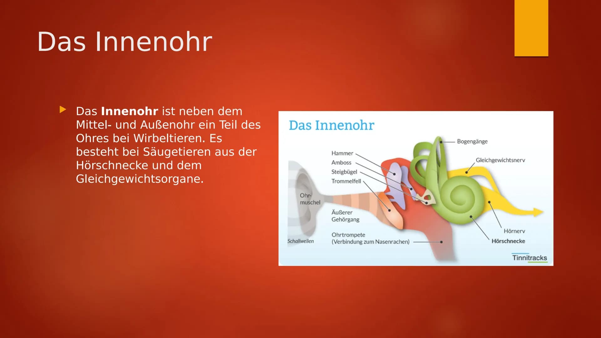 Das Ohr Inhaltsverzeichnis
Informationen zum Ohr
Das Ohr
Innen Ohr Informationen zum Ohr
Durch Luft wird Schall zum Ohr getragen und gelangt