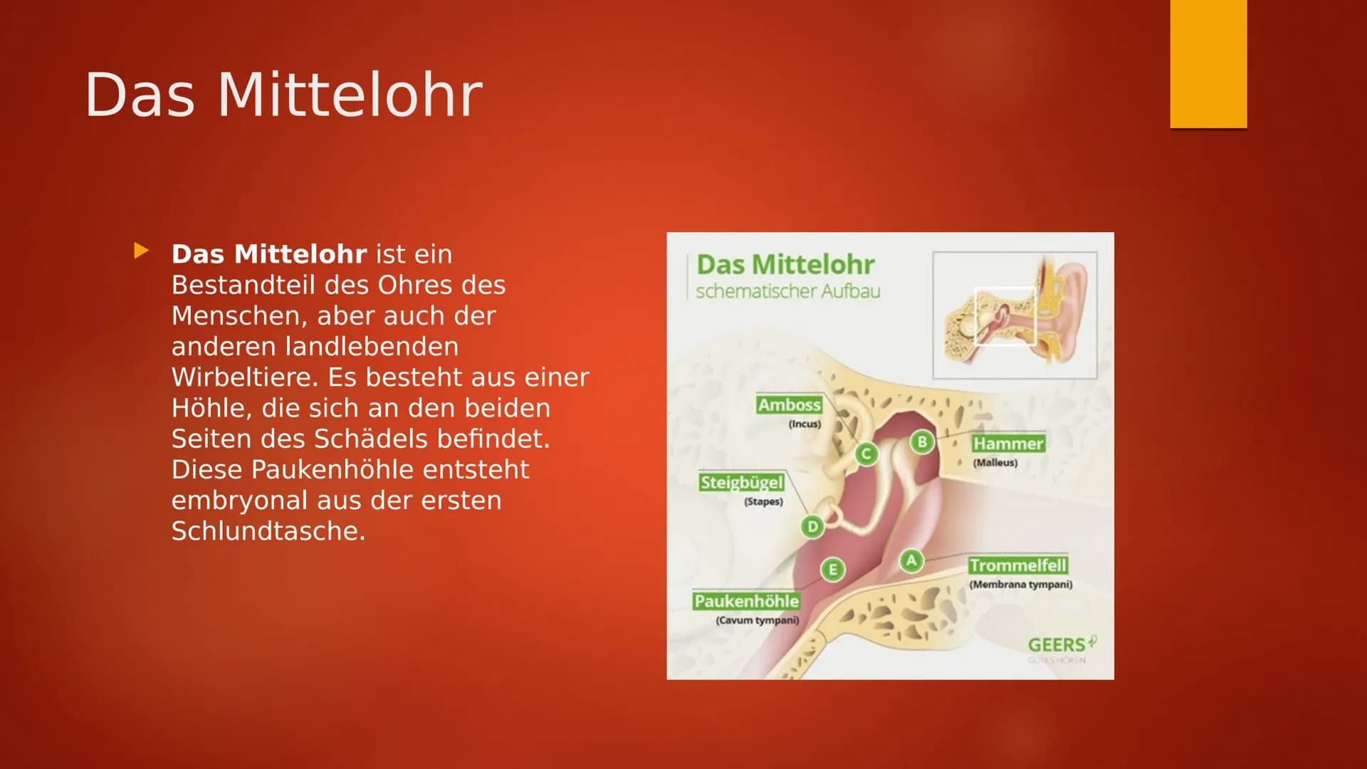 Das Ohr Inhaltsverzeichnis
Informationen zum Ohr
Das Ohr
Innen Ohr Informationen zum Ohr
Durch Luft wird Schall zum Ohr getragen und gelangt