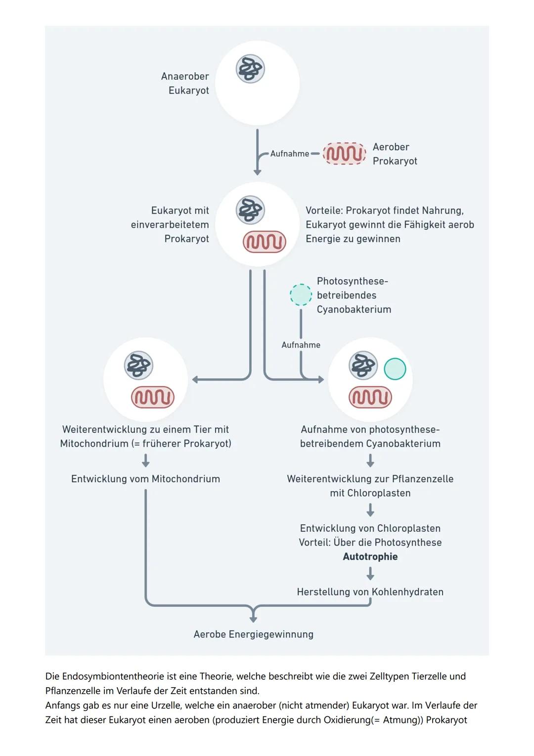 # Themen

- Kennzeichen des Lebens
- Zellorganellen
- Vergleich Zelltypen
- Endosymbiontentheorie
- Zellmembran

# Kennzeichen des Lebens

-