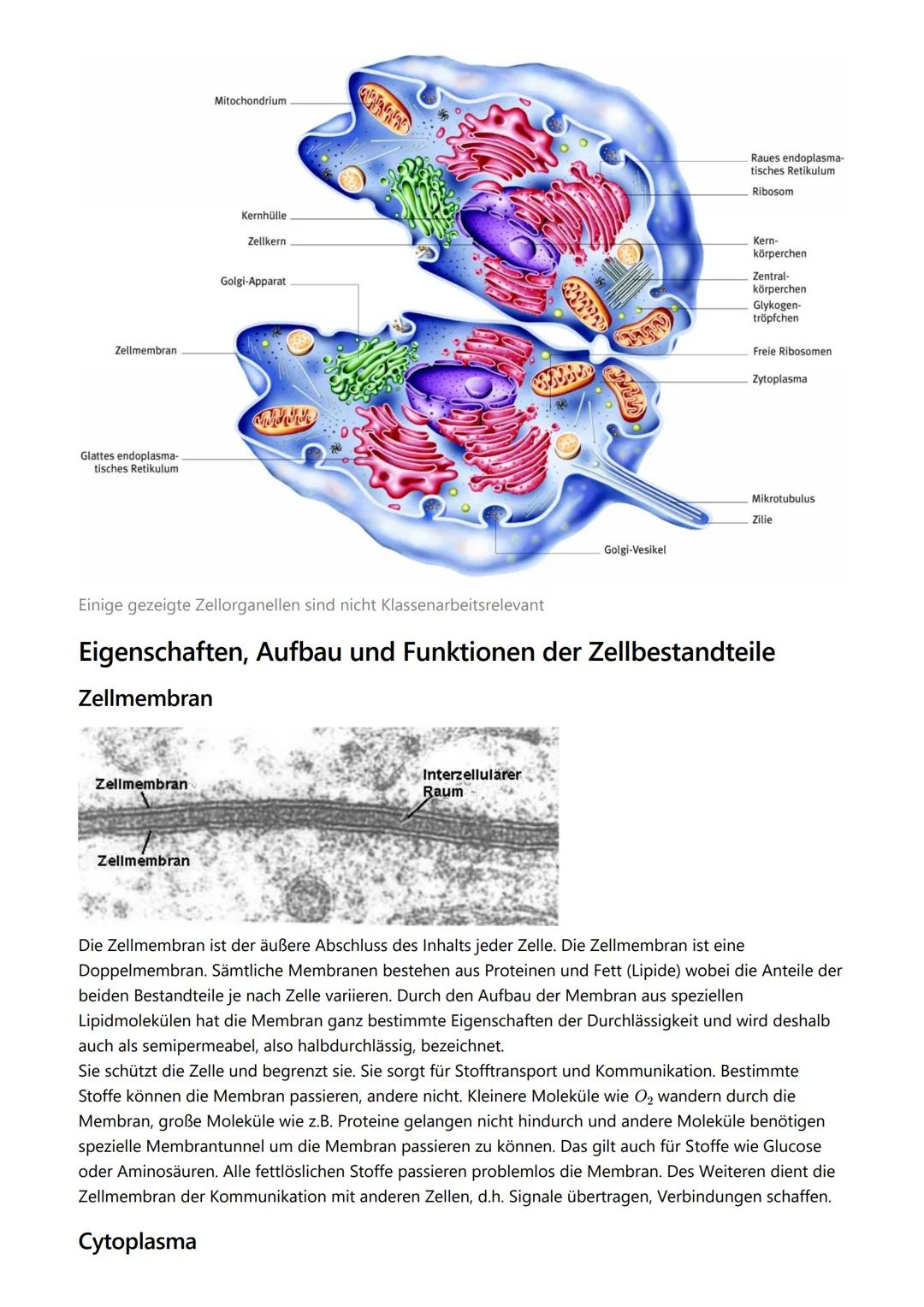 # Themen

- Kennzeichen des Lebens
- Zellorganellen
- Vergleich Zelltypen
- Endosymbiontentheorie
- Zellmembran

# Kennzeichen des Lebens

-