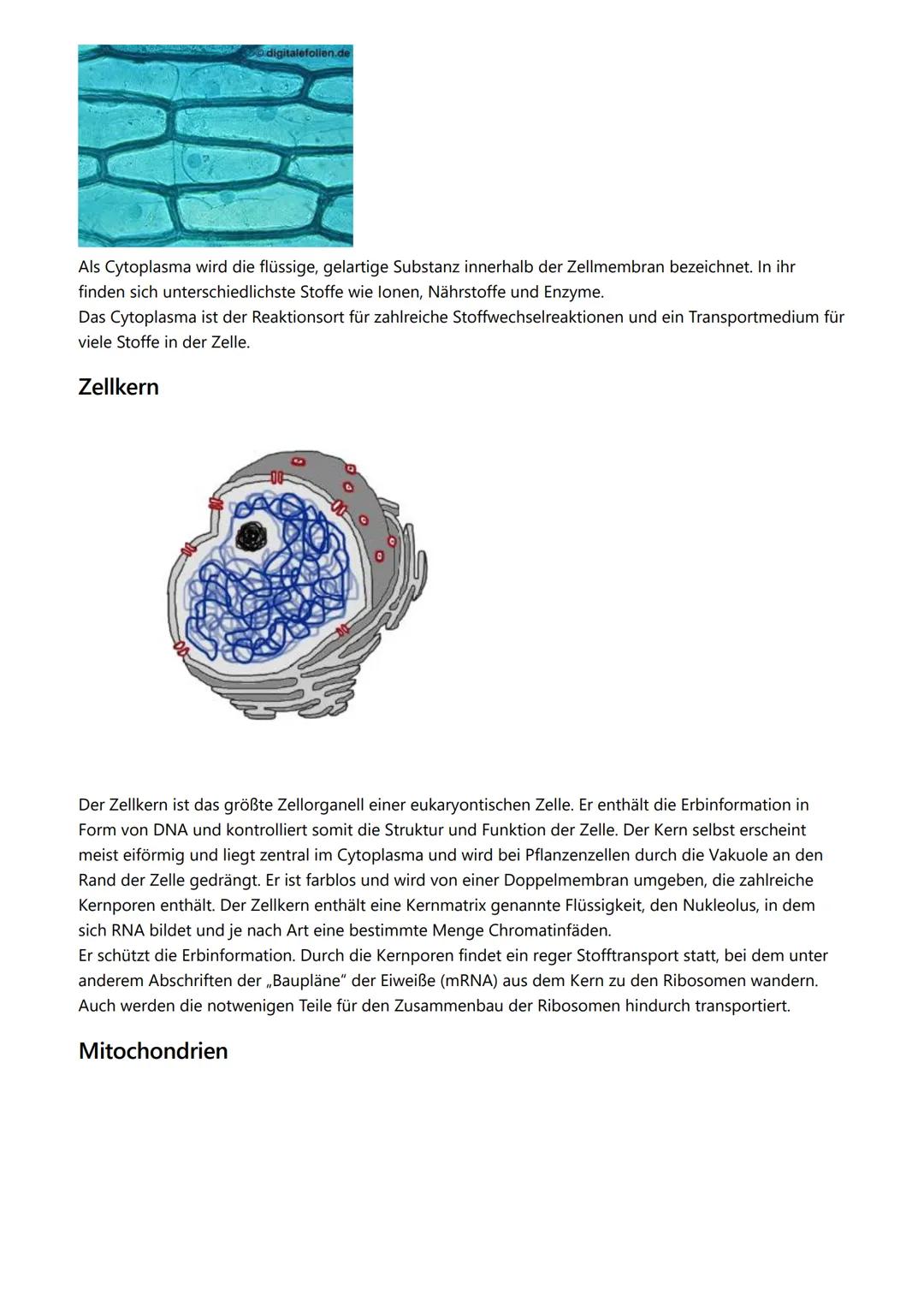 # Themen

- Kennzeichen des Lebens
- Zellorganellen
- Vergleich Zelltypen
- Endosymbiontentheorie
- Zellmembran

# Kennzeichen des Lebens

-