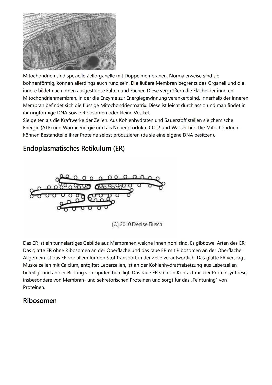 # Themen

- Kennzeichen des Lebens
- Zellorganellen
- Vergleich Zelltypen
- Endosymbiontentheorie
- Zellmembran

# Kennzeichen des Lebens

-
